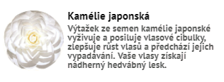 kamelie_japonska