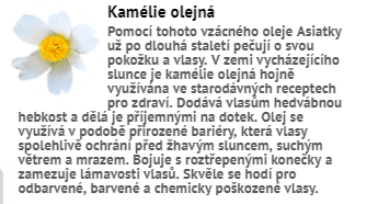 kamelie_olejna